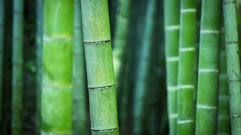 Grüne Bambusäste