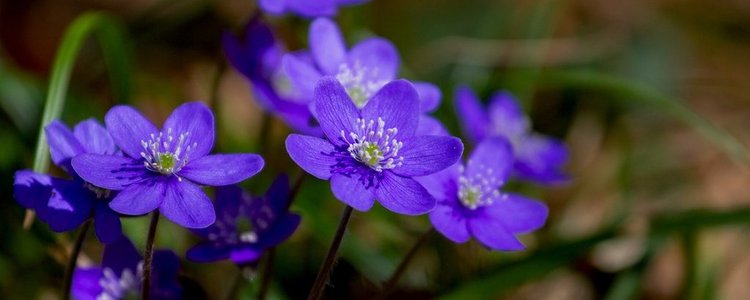 Violette Frühlingsblumen