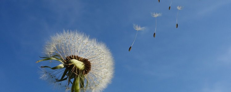 Pusteblume