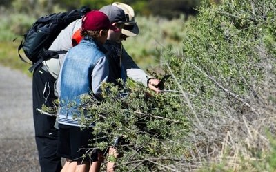 Forschende und Schülerinnen und Schüler erforschen eine Hecke