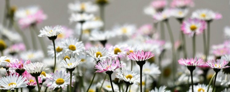 Gänseblümchen