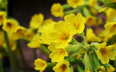 Echte Schlüsselblume