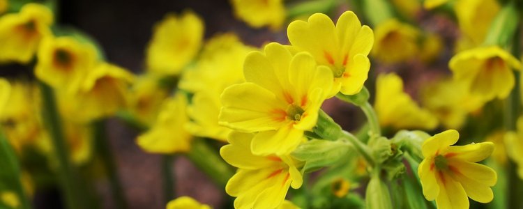 Echte Schlüsselblume