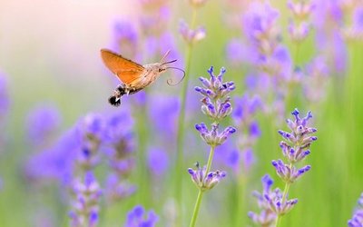 Ein Schmetterling, der über eine Lavendelwiese fliegt