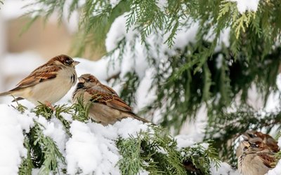 Spatzen sitzen auf einem Baum mit Schnee