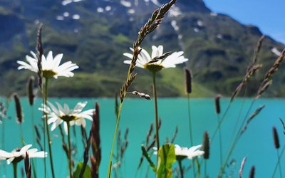 Landschaft mit Bergen, See und Blumen