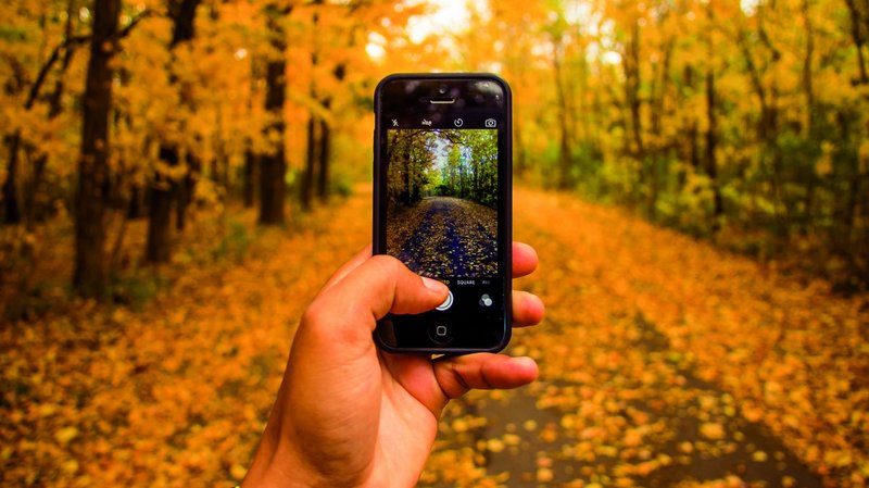 Blick auf Smartphone in Hand im Wald